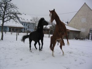 Spiele im Schnee