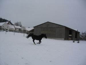 Gallopp im Schnee