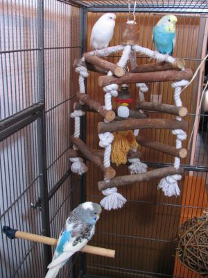 Arwen, Blue und Gipsy