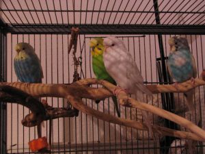 meine 4 Wellensittiche