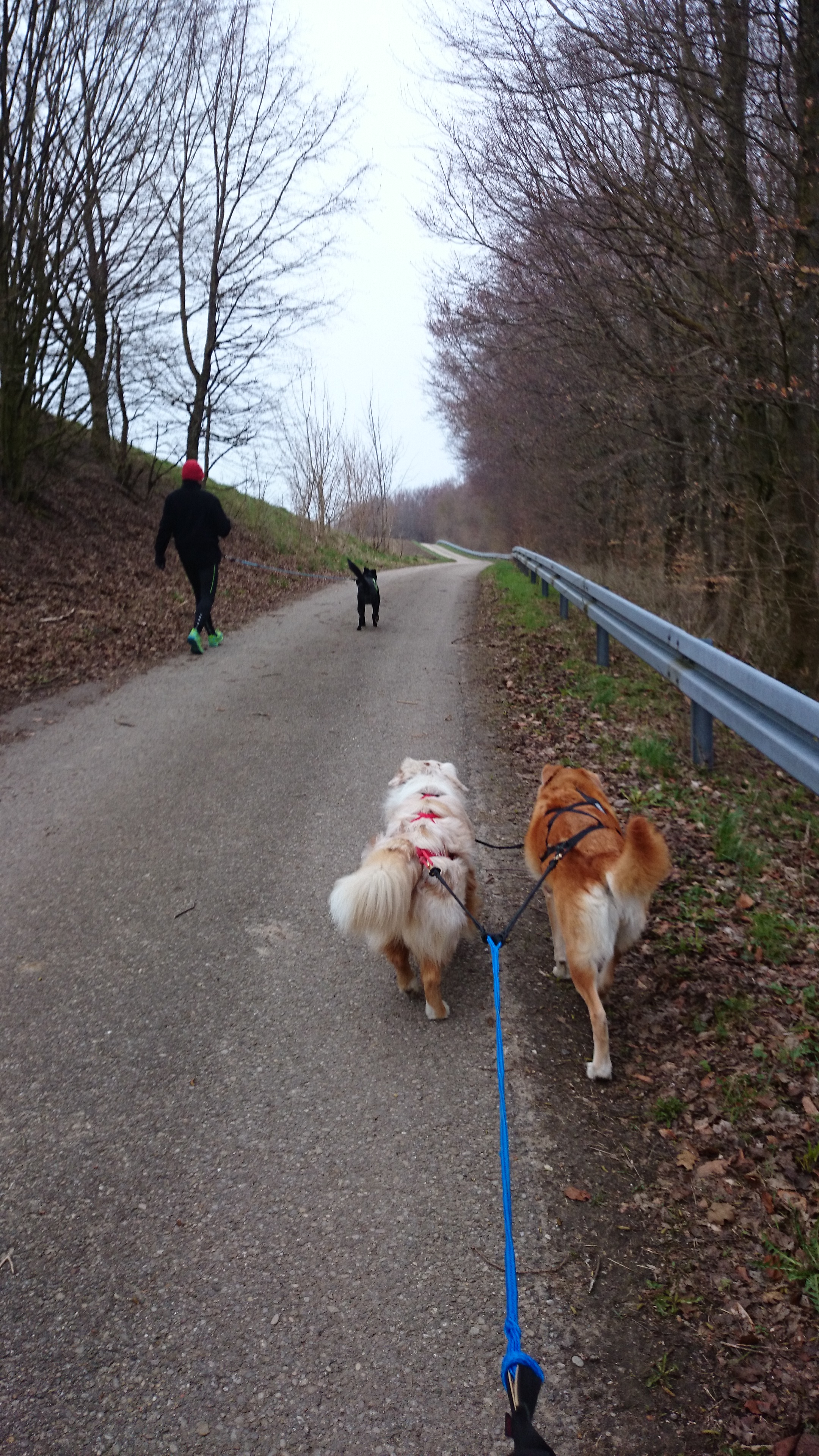 Sport mit Hund