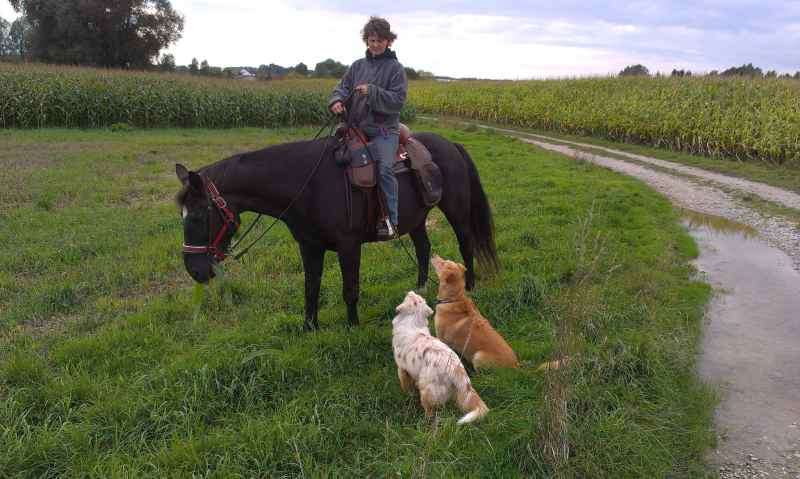 Reitbegleithund